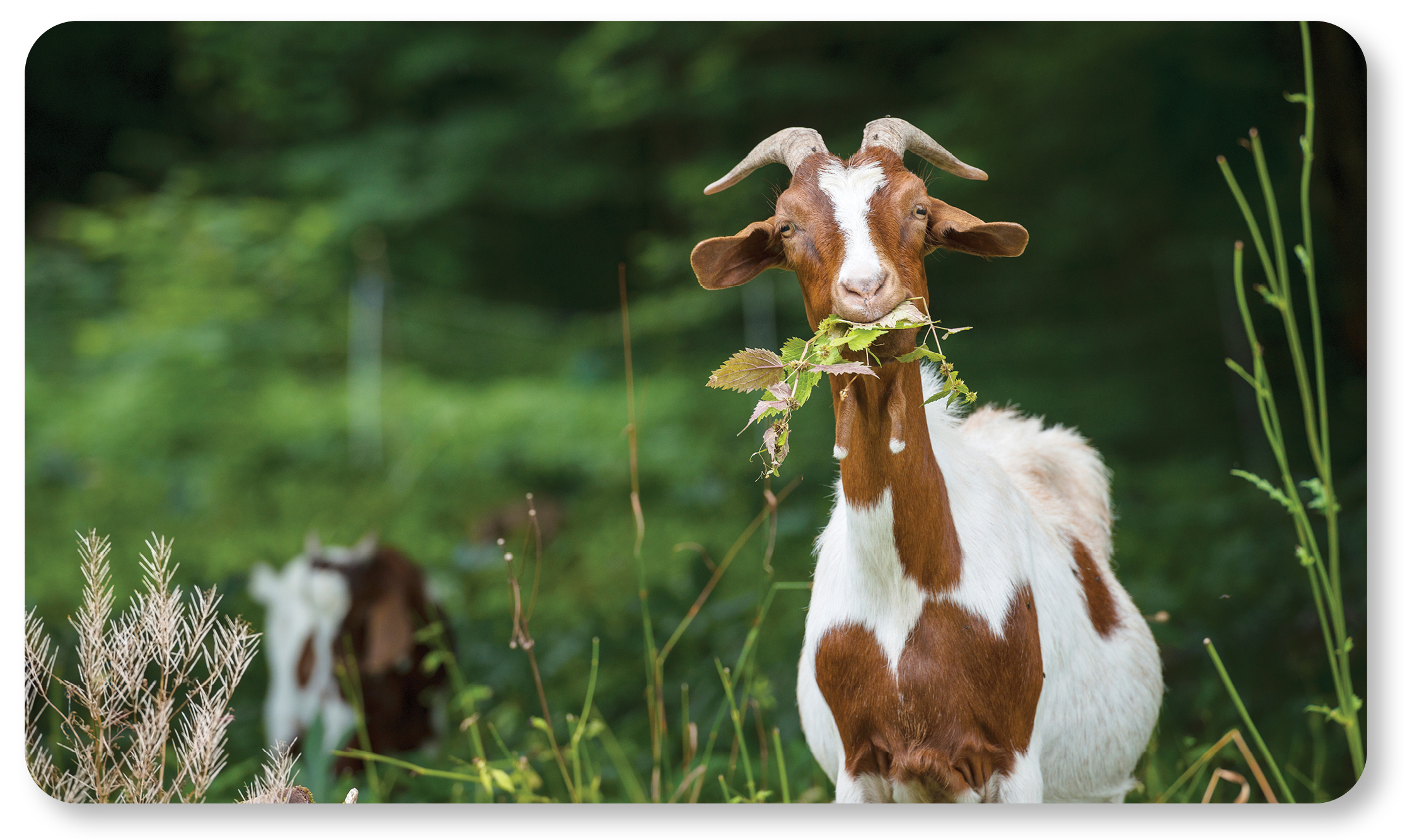 goat eating straw with green field background