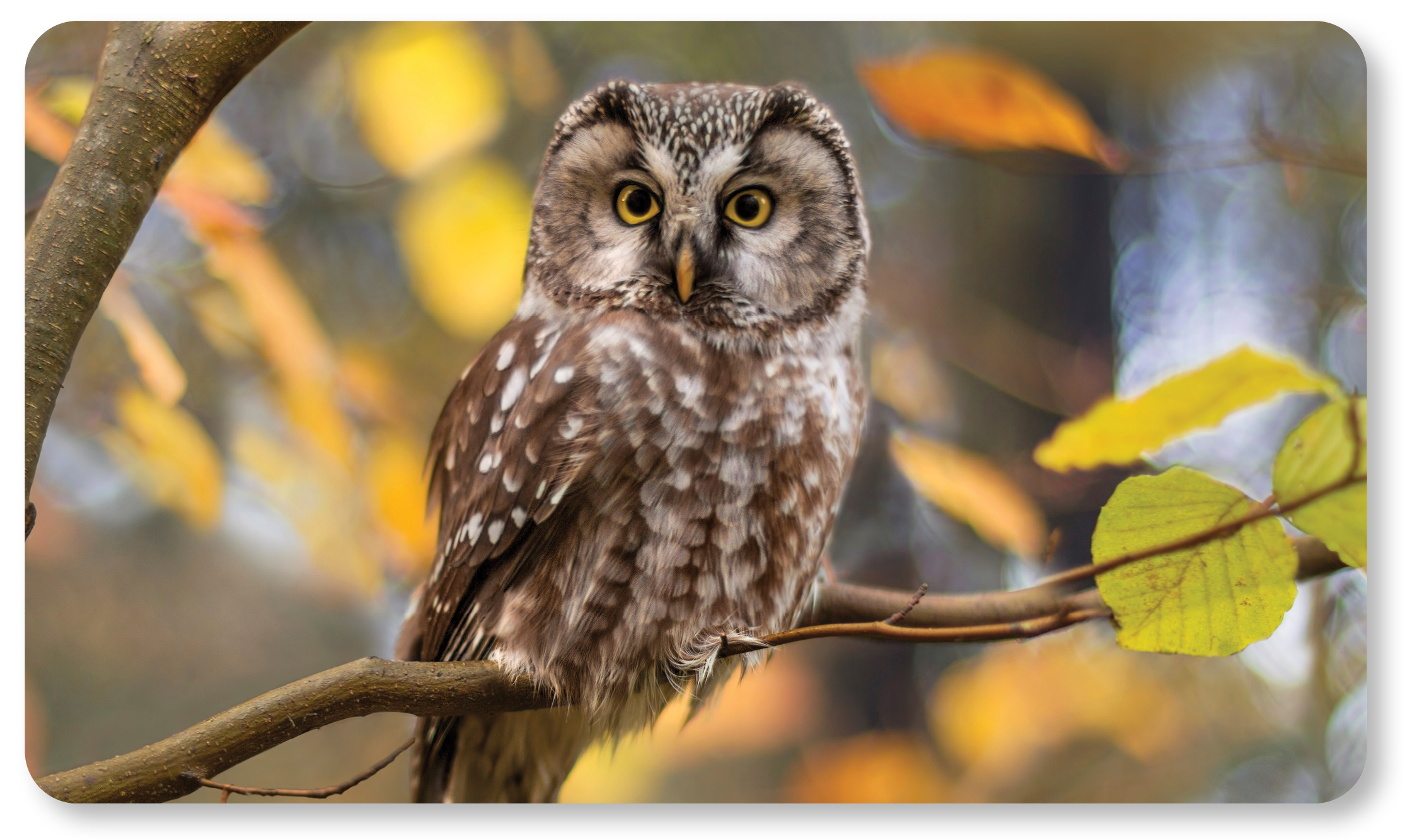 Brown owl in fall coloured tree
