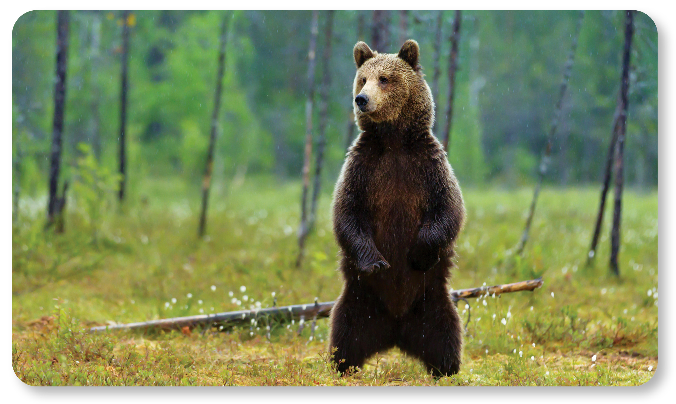 brown bear standing upright in field